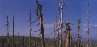 effetto sulla vegetazione