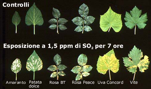 esposizione ad anidride solforosa