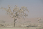 tempesta di sabbia